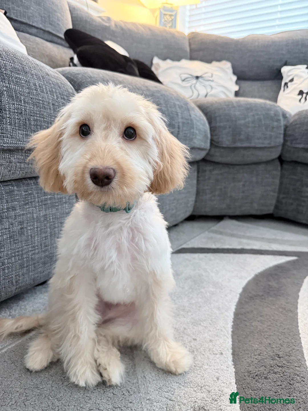 Cockapoo dogs for sale: Milo needs a forever home - Advert 3