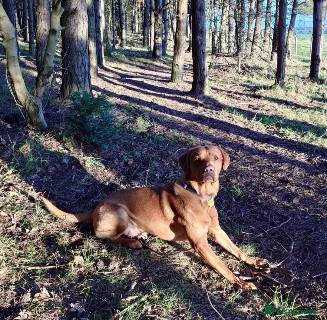 Labrador Retriever dogs for stud: KC registered and fully health checked  - Advert 13