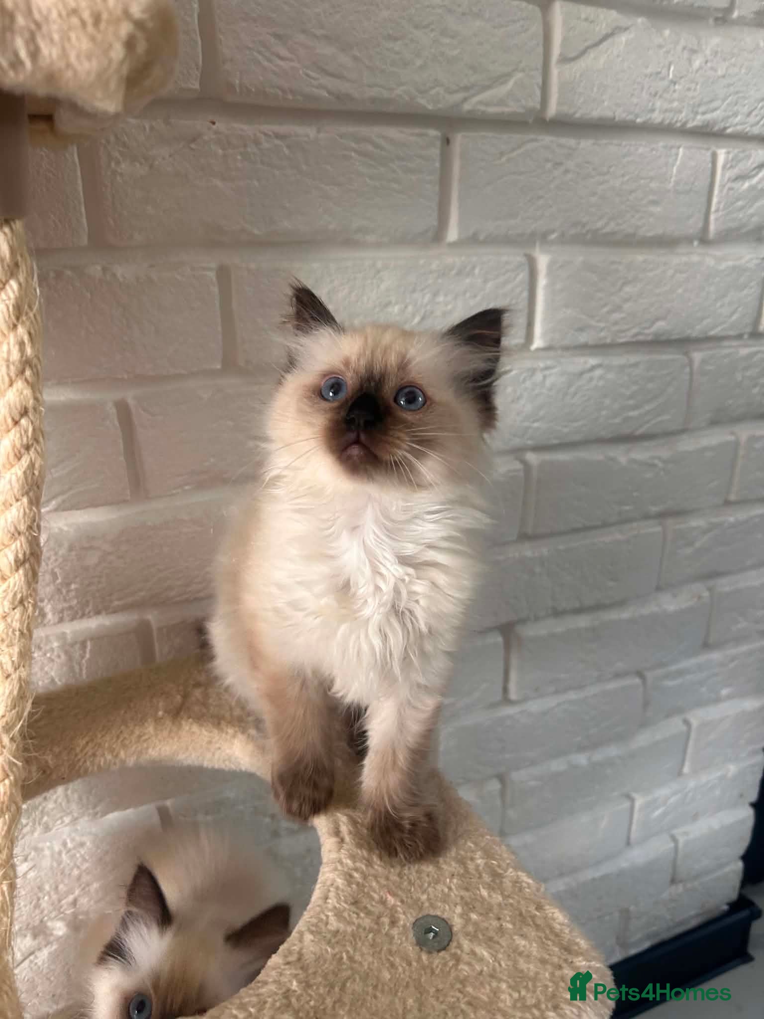 Ragdoll cats 6 pure Ragdoll kittens ( only 1 left ) - Advert 13