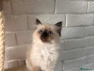 Ragdoll cats 6 pure Ragdoll kittens ( only 1 left ) - Advert 13