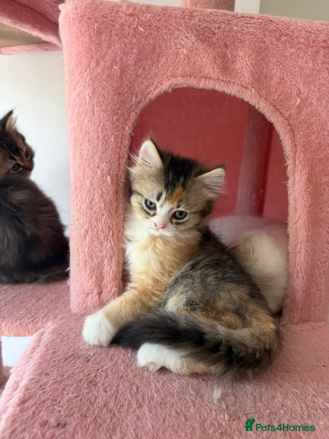 Mixed Breed cats for sale: looking for a new home, a new family!!! - Advert 2