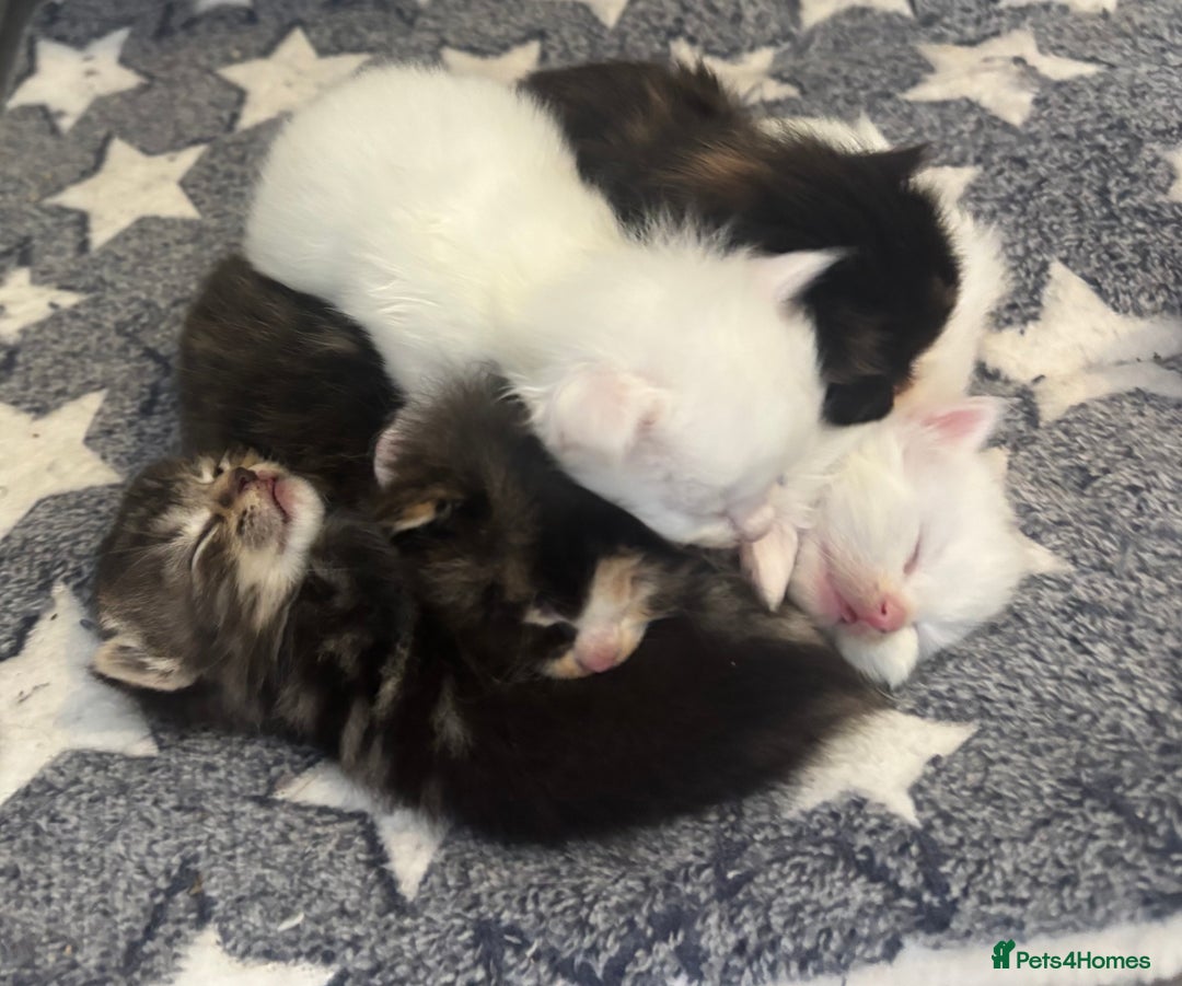 Turkish Angora cats for sale: Friendly, Cute & Cuddly Kittens – Ready 10/12  - Advert 13