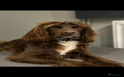 Cocker Spaniel dogs for stud: Cocker Spaniel for stud  in Newbury - Image 1