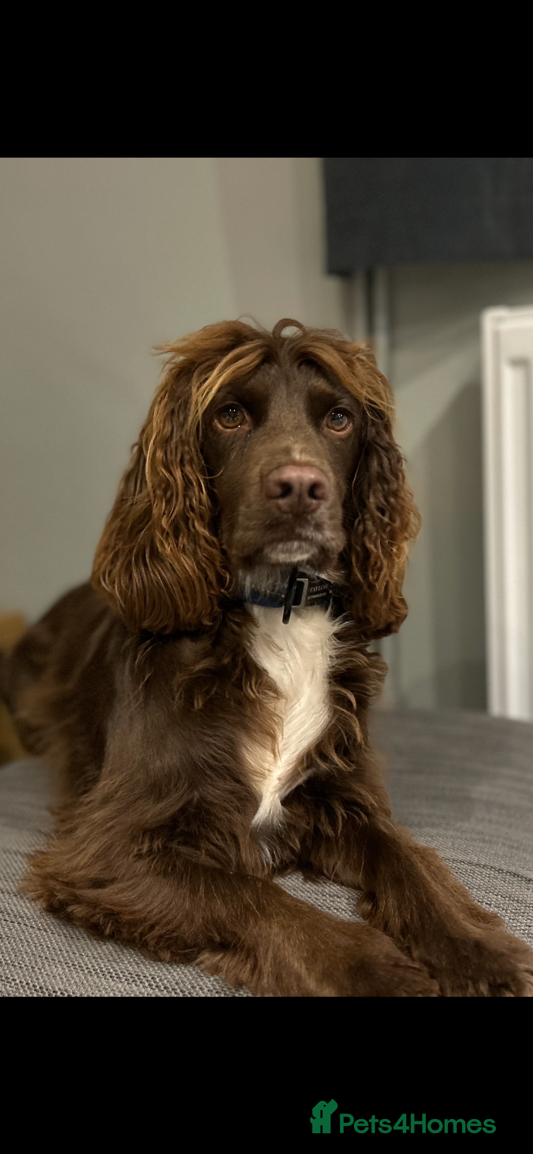 Cocker Spaniel dogs for stud: Cocker Spaniel for stud  in Newbury - Image 1