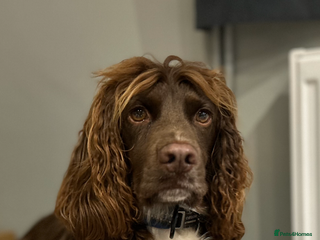 Cocker Spaniel dogs in Newbury - Advert 42