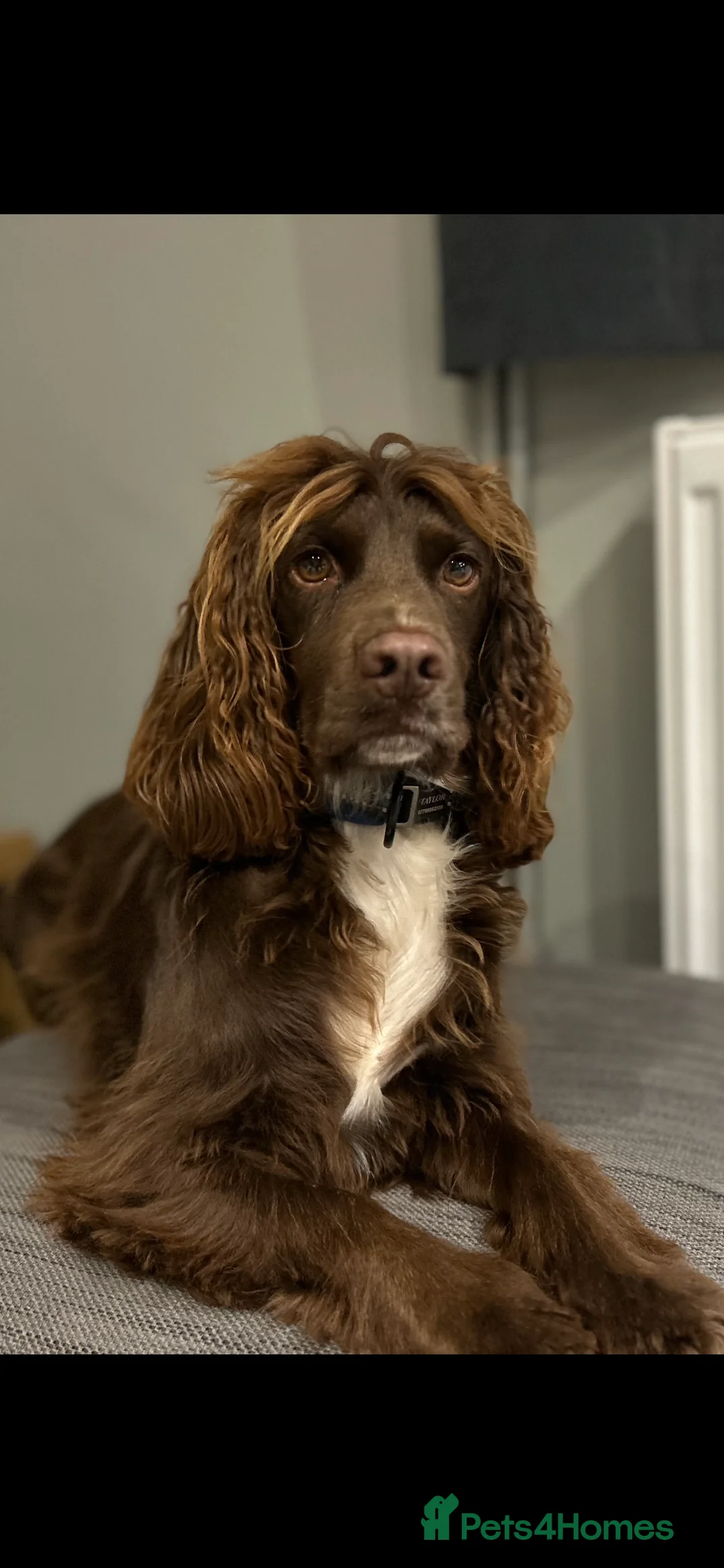 Cocker Spaniel dogs for stud: Cocker Spaniel for stud  in Newbury - Advert 1