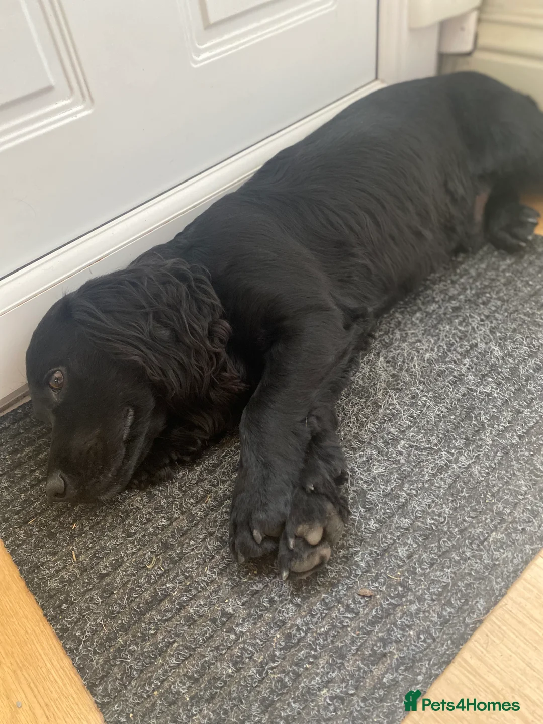 Cocker Spaniel dogs for stud: Proven Very Small Working Cocker Spaniel for Stud  - Advert 4