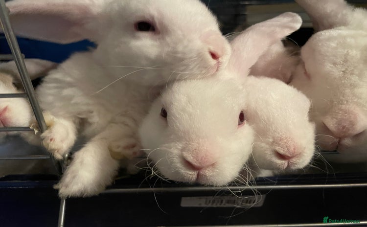 Mini Lop rabbits - Advert 12