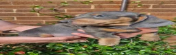 Dachshund dogs for sale: Beautiful dapple daschunds - Advert 17