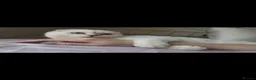 Scottish Fold cats for sale: Scottish Fold Bella  - Advert 3