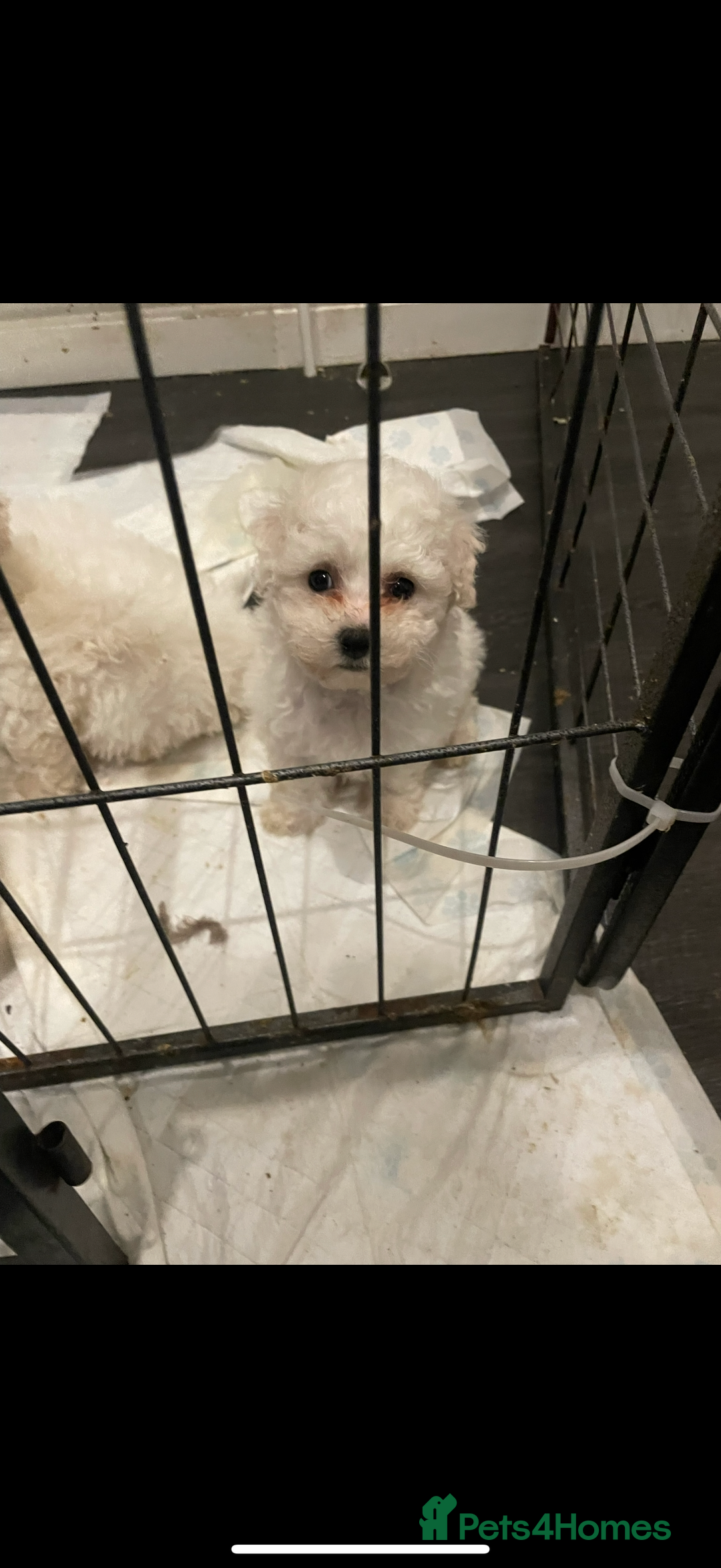 Bichon Frise dogs for sale: Bichon frise - Image 5