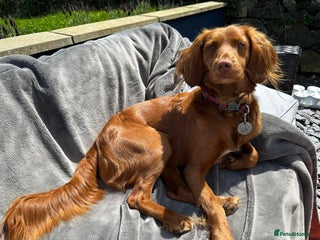 Cockapoo dogs for sale - Advert 1