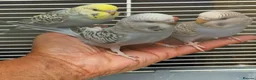 Budgerigars birds for sale: Super silly hand tamed baby budgies  - Advert 7