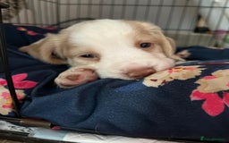 Cocker Spaniel dogs for sale: Litter of 6 - Image 8