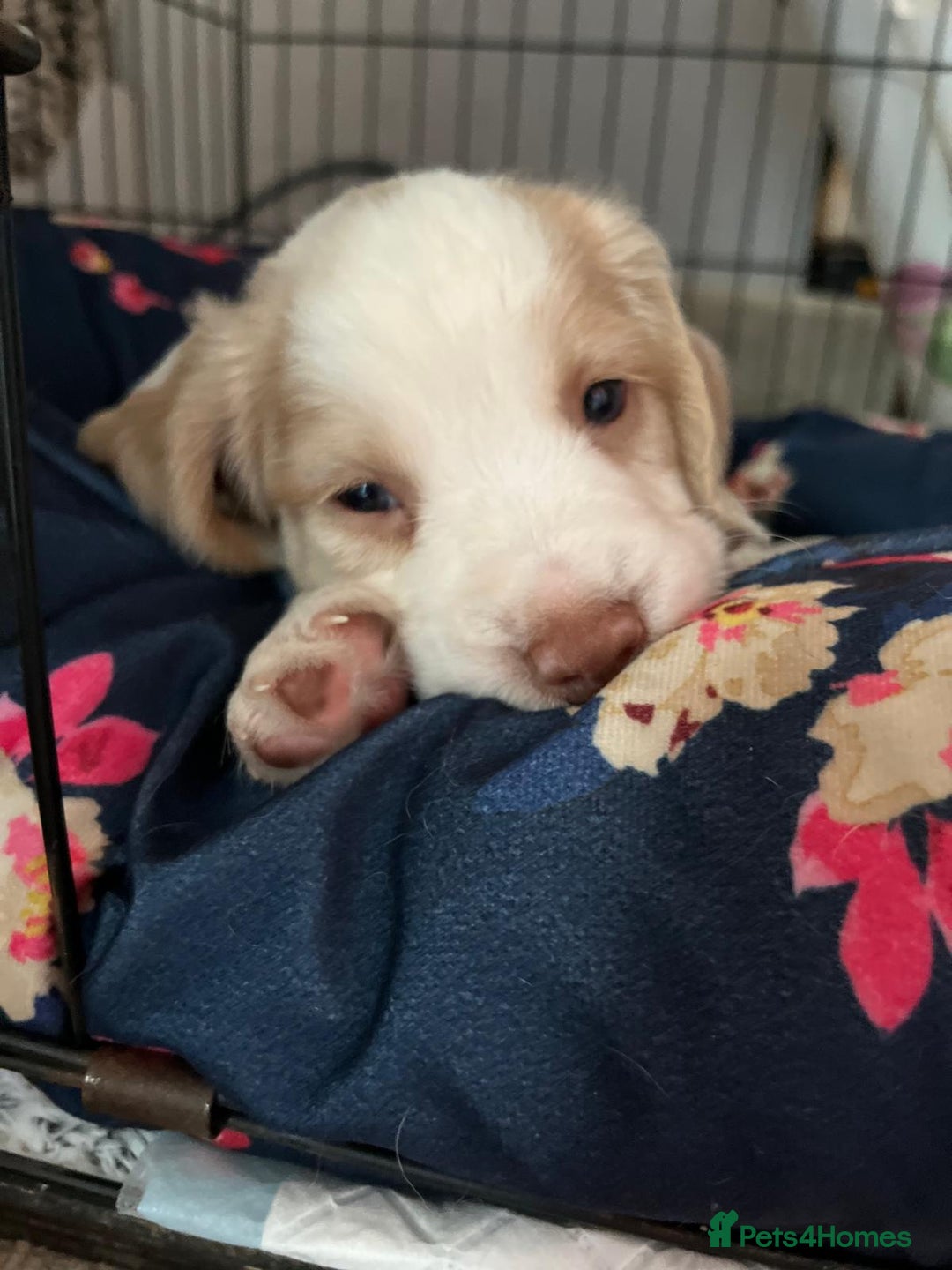 Cocker Spaniel dogs for sale: Litter of 6 - Image 8