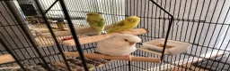 Budgerigars birds for sale: 2x baby budgies / cage / accessories included  - Advert 3