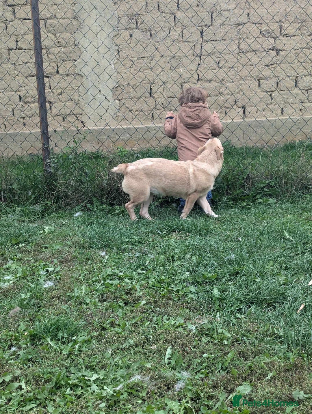 Mixed Breed dogs for adoption: Daisy for adoption - Advert 5