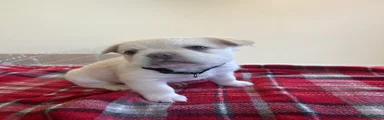 French Bulldog 1