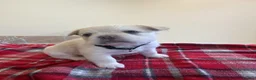 French Bulldog dogs for sale: Beautiful French Bulldog Puppies — 2 Boys, 2 Girls in Spalding - Advert 5