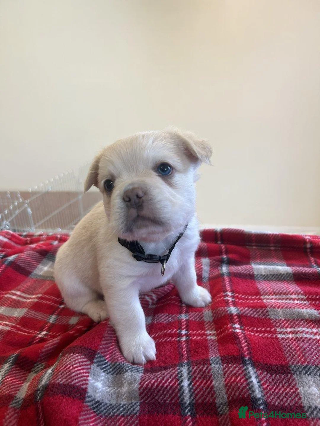 French Bulldog dogs for sale: Beautiful French Bulldog Puppies — 2 Boys, 2 Girls in Spalding - Advert 5