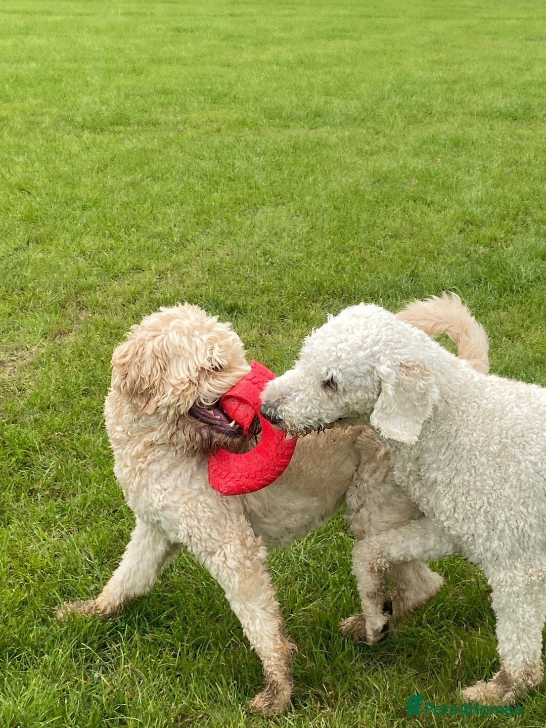 Goldendoodle dogs for stud: Standard multigenerational goldendoodle for stud - Advert 11