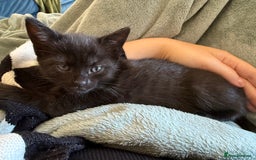 Mixed Breed cats for sale: 3 beautiful kittens looking for forever homes - Image 9