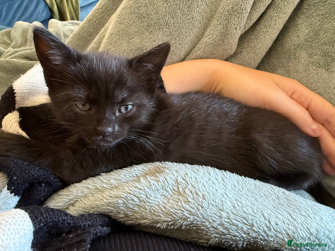 Mixed Breed cats for sale: 3 beautiful kittens looking for forever homes - Image 9