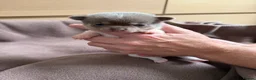 Pomchi dogs for sale: Beautiful unique Pomchi’s  - Advert 20