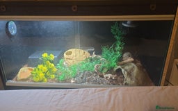 Milk Snake reptiles for sale: Milk snake with full set up. - Advert 2