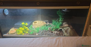 Milk Snake reptiles Milk snake with full set up. - Advert 4