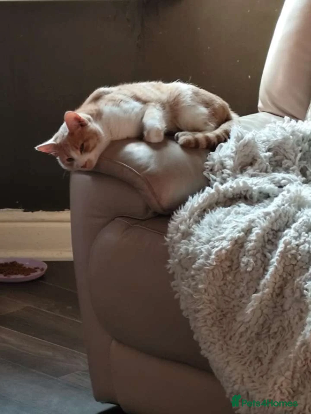 British Shorthair cats for sale: Simba - Advert 2