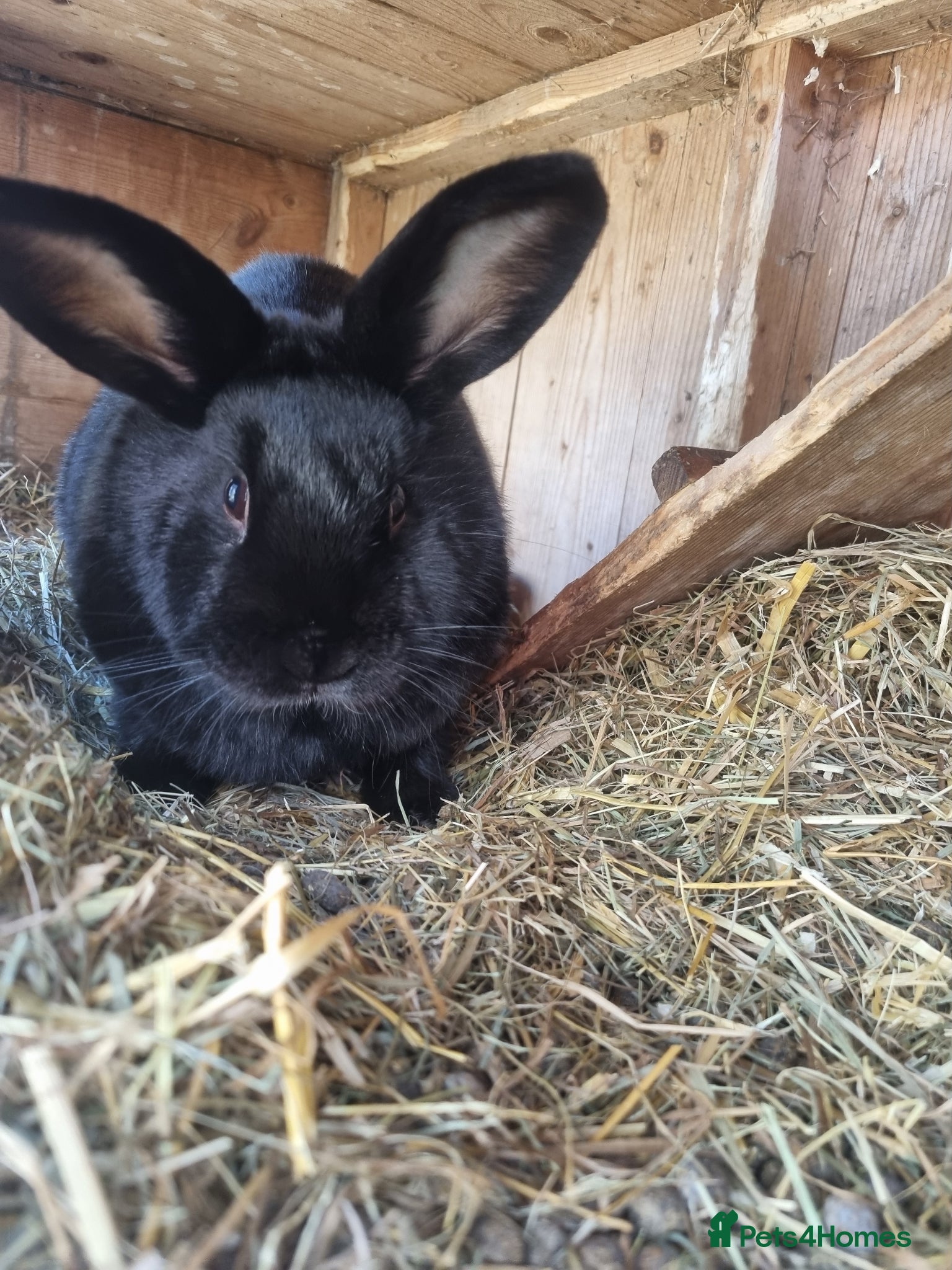Mixed Breed rabbits Mini lop cross  - Advert 1