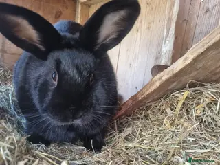Mixed Breed rabbits Mini lop cross - Advert 1