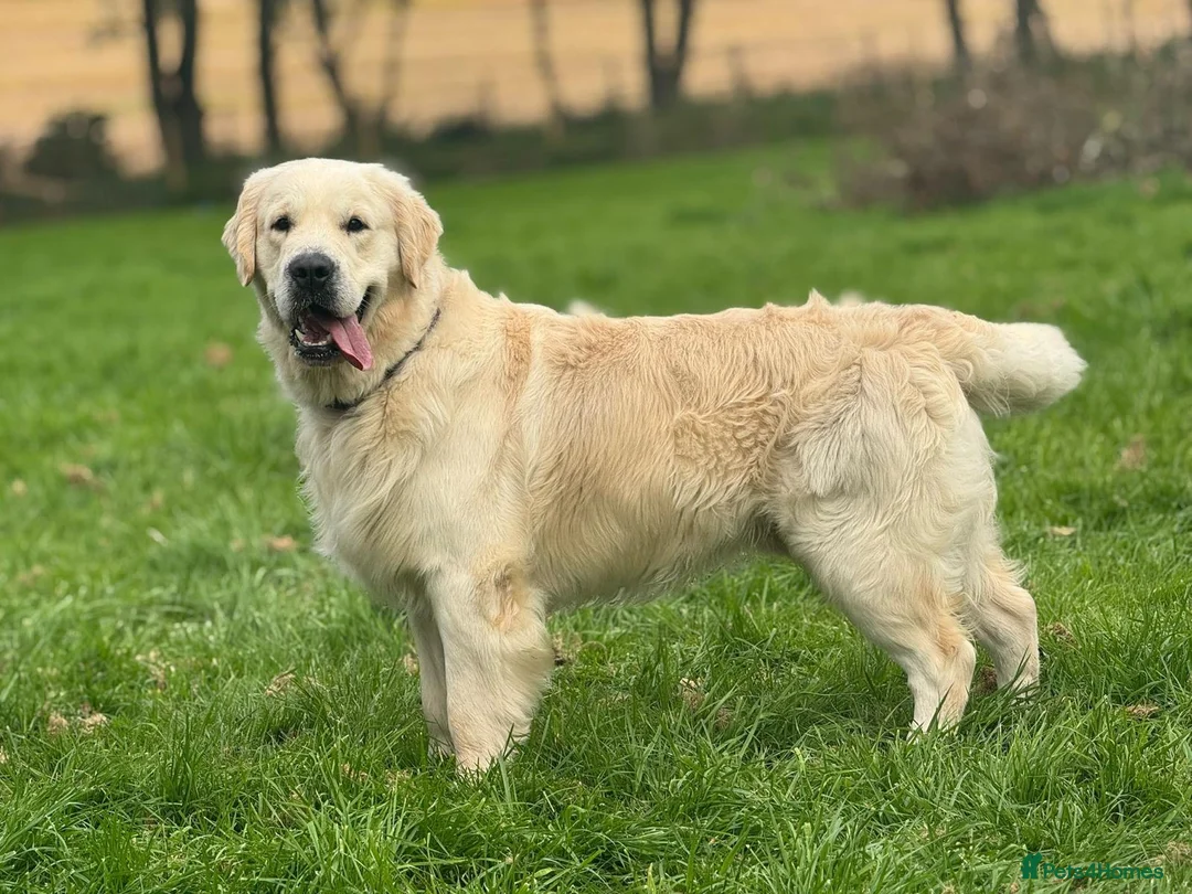Golden Retriever dogs for stud: Kennel Club registered Golden Retriever - Advert 7