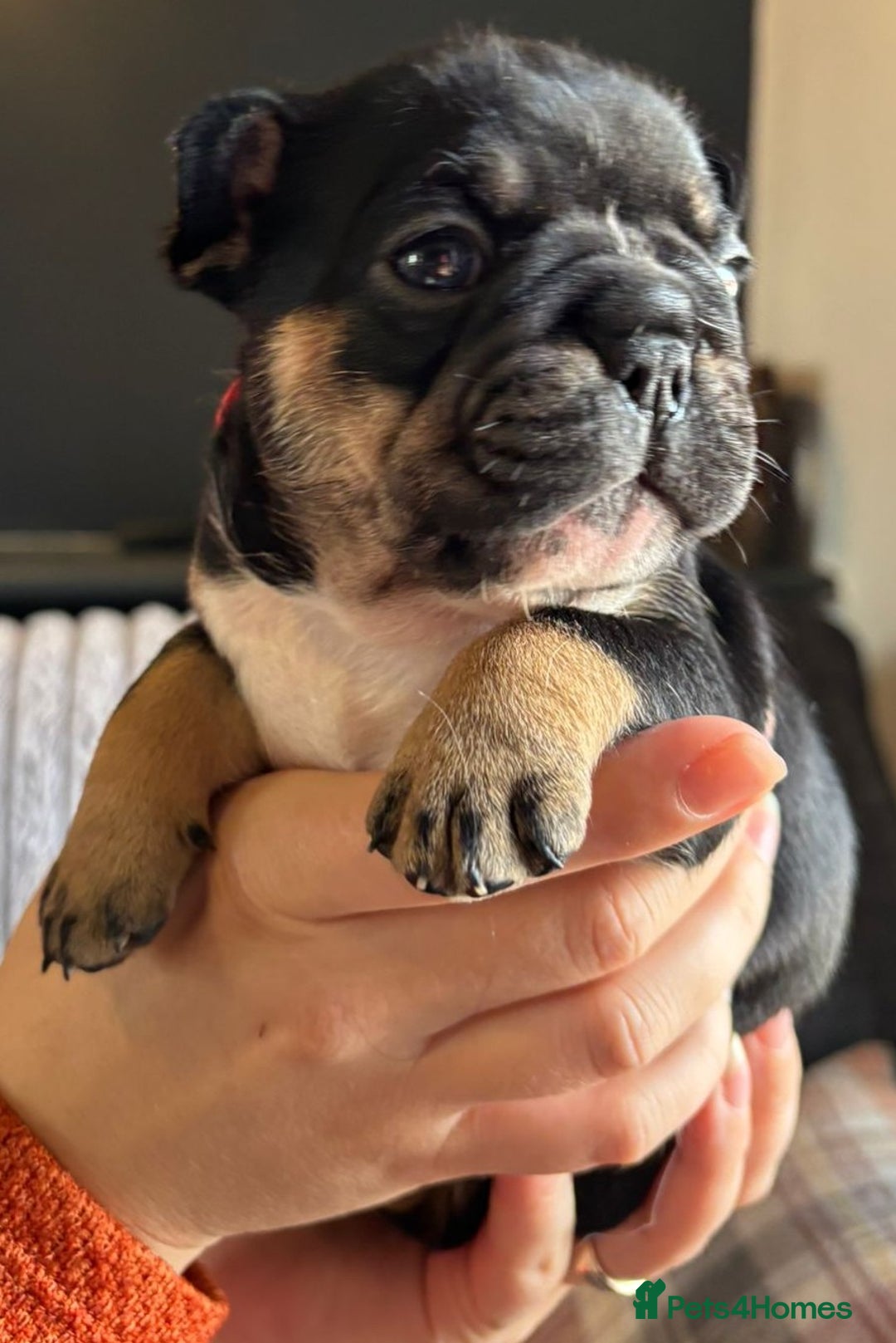 French Bulldog dogs for sale: 9 Beautiful French Bulldog Puppies for Sale - Image 8