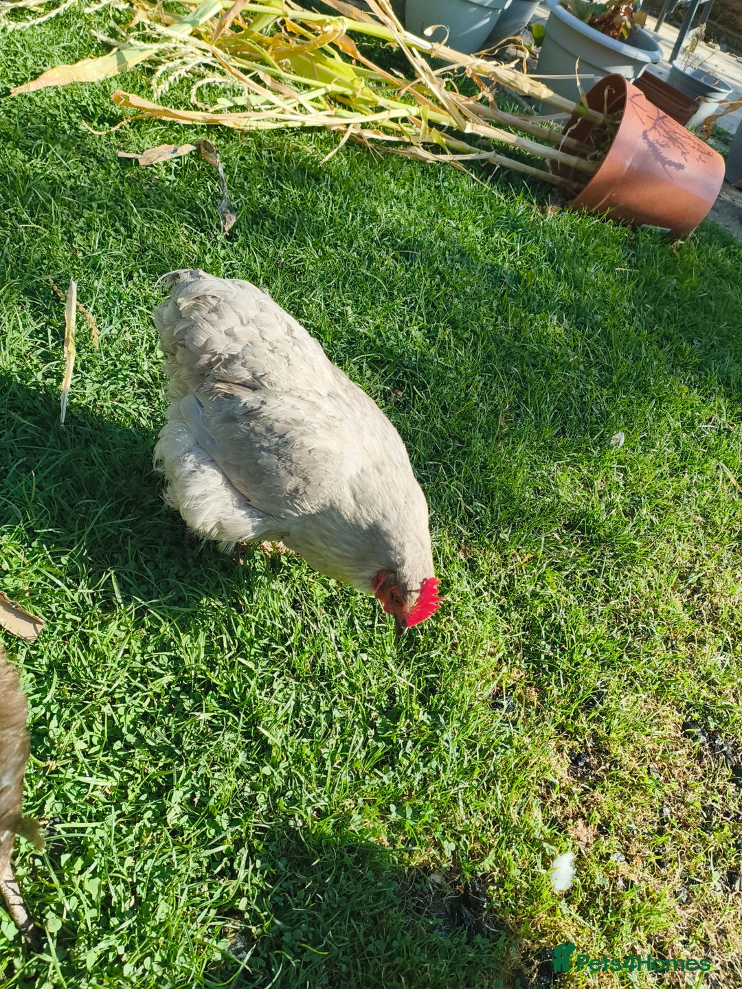 Chickens poultry for sale: 7 Chickens and young chickens for sale  - Image 11