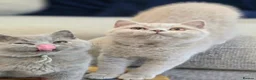 British Shorthair cats for sale: British Shorthair Kittens Teddy Bear chunky Teddys - Advert 15