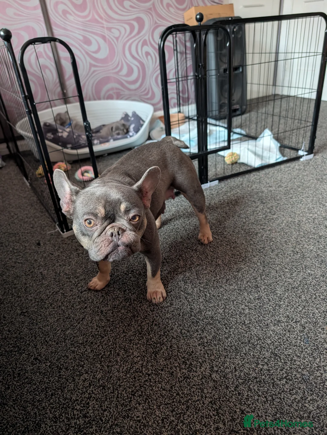 French Bulldog dogs for sale: Male french bulldog puppies  in Taunton - Advert 1