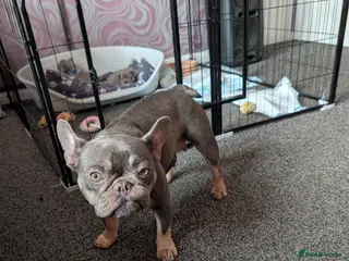 French Bulldog dogs Male french bulldog puppies - Advert 11