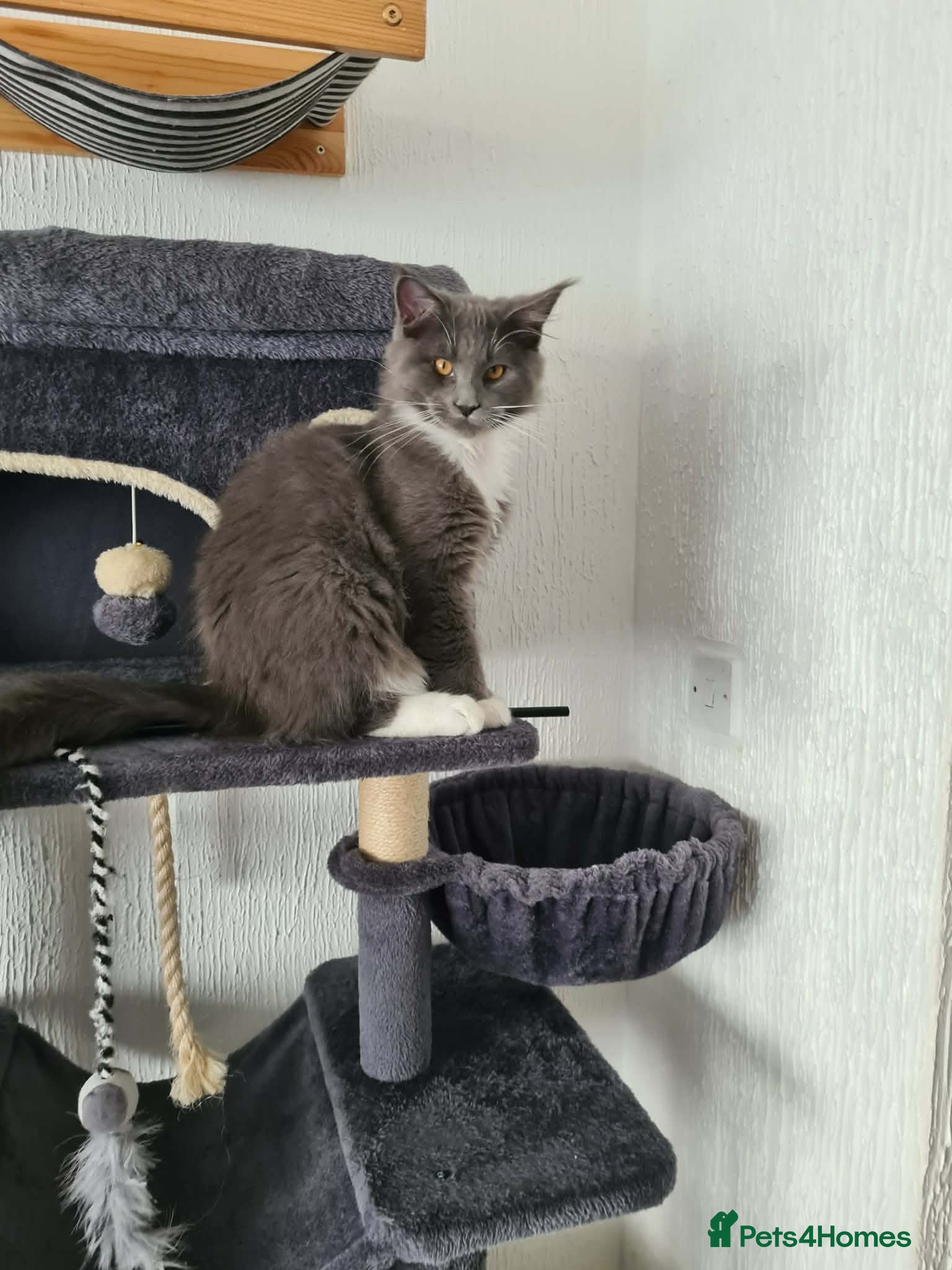 Maine Coon cats Just left one Polydactyl Boy Maine Coon Kitten   - Advert 13