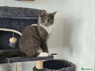 Maine Coon cats Just left one Polydactyl Boy Maine Coon Kitten - Advert 13