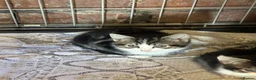 Mixed Breed cats for sale: Mixed breed X Mainecoon - Advert 4