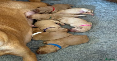 Labrador Retriever dogs - Advert 2