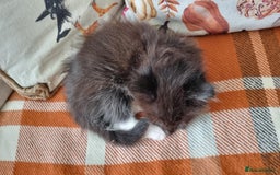 Mixed Breed cats for sale: Gorgeous Large Maine Coon Cross Kittens - Image 30