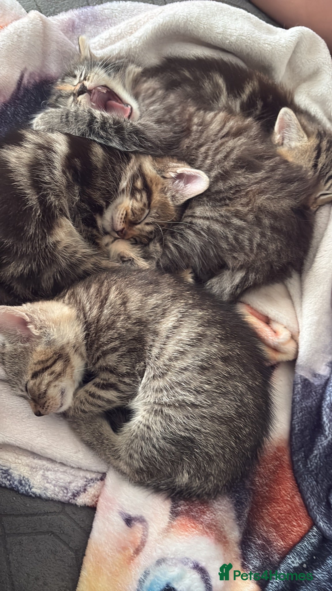 Mixed Breed cats Cute Kittens  - Advert 7
