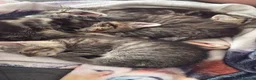 Mixed Breed cats for sale: Cute Kittens  in Bilston - Advert 1