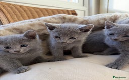 Russian Blue cats for sale: American lines Russian Blue Kittens. - Image 8