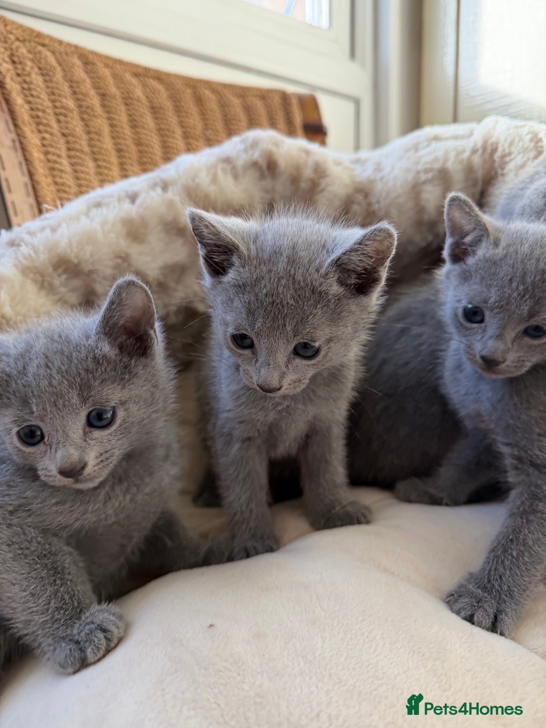 Russian Blue cats for sale: American lines Russian Blue Kittens. - Image 8