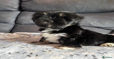 Lhasa Apso dogs in Carluke - Advert 2