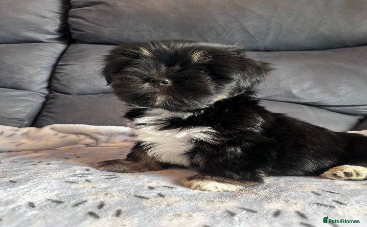 Lhasa Apso dogs in Carluke - Advert 16